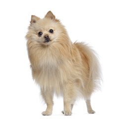 Obraz premium Spitz dog standing, 1,5 year old, isolated on white