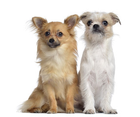 Fototapeta na wymiar Chihuahua and Crossbreed sitting next to each other