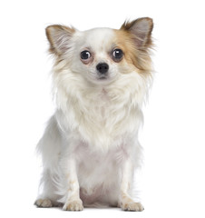 Chihuahua sitting and facing, 2 years old, isolated on white