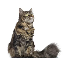 Papier Peint photo Lavable Chat Maine coon cat, sitting and looking up, isolated on white