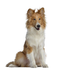 Scotch Collie, 7 months old, sitting, isolated on white