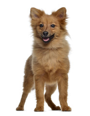 Spitz, 5 months old, standing and panting, isolated on white