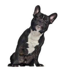 French Bulldog, sitting, isolated on white