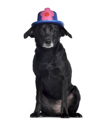 Ratier, 8 years old, sitting, wearing a flowery hat, isolated