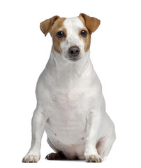 Jack Russell Terrier, 4 years old, sitting and facing, isolated