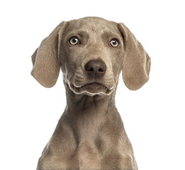 Close-up of a Weimaraner puppy facing, 2,5 months old, isolated