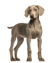Weimaraner puppy, 2,5 months old, standing, isolated on white