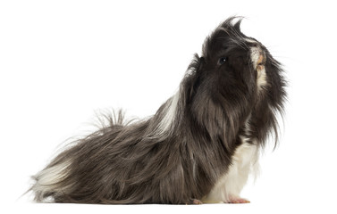 Side view of a Guinea Pig - Cavia porcellus, isolated on white