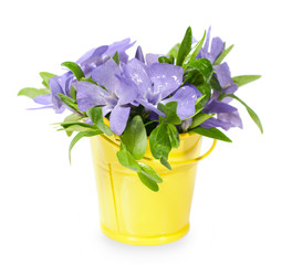 bouquet of blue wild flowers in yellow bucket