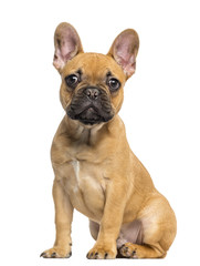 Fototapeta premium French Bulldog puppy sitting and staring, isolated on white