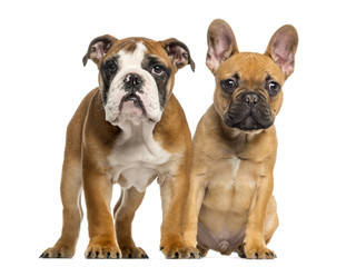 English Bulldog puppy and French Bulldog puppies