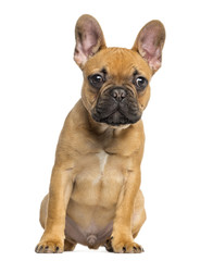 French Bulldog puppy sitting and staring, isolated on white