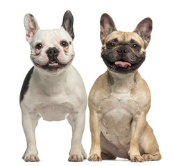 Fototapeta premium Two French Bulldogs, sitting and panting