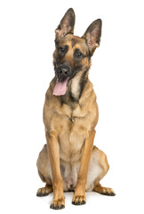 Belgian Shepherd Dog, sitting, sticking his tongue out