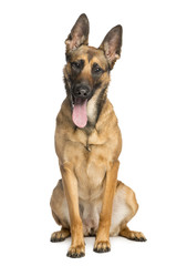 Belgian Shepherd Dog, sitting, sticking his tongue out