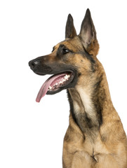 Close-up of a Belgian Shepherd Dog, 1 year old