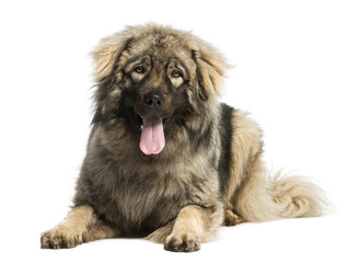 Yugoslav Shepherd Dog, 1 year old, lying and panting, isolated