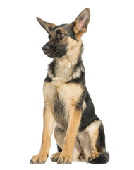 Surprised young German shepherd sitting, looking away