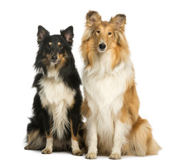 Two Berger Shetland, sitting next to each other, isolated
