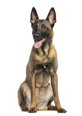 Belgian Shepherd Dog, 8 months year old, sitting and panting