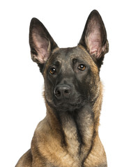 Close-up of a Belgian Shepherd Dog, 8 months year old - obrazy, fototapety, plakaty