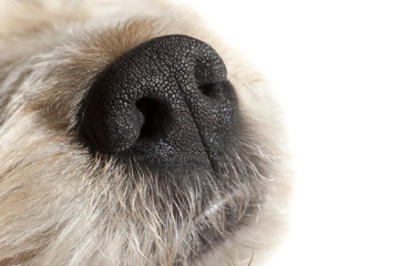 nez de chien truffier