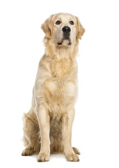 Golden Retriever, one year old, sitting, isolated on white