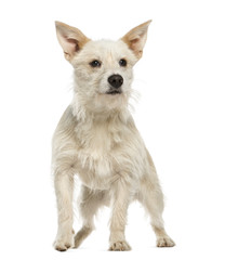 Mixed-breed dog, 7 months old, standing, isolated on white