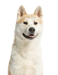 Close-up of an Akita Inu looking away, 2 years old