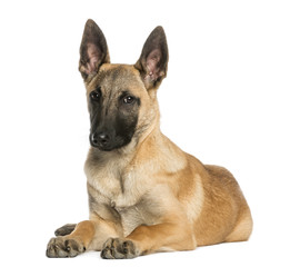 Young Belgian Shepherd lying down and staring, 5 months old