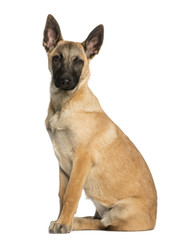 Belgian Shepherd sitting and facing, 5 months old