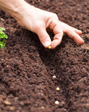 Hände legen Samen in die Erde
