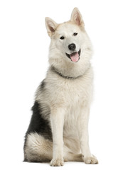 Alaskan Malamut sitting and panting, isolated on white