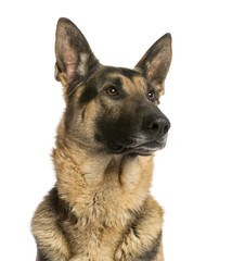 Close-up of a German shepherd looking away, 4,5 years old