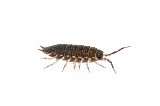 Kellerassel auf wei&szlig;em Hintergrund