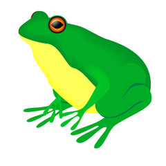 green bullfrog on a white background