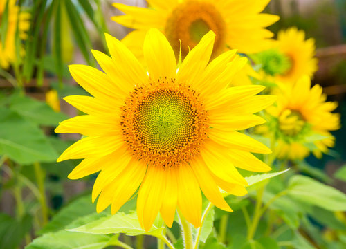 sunflower ,Close-up.