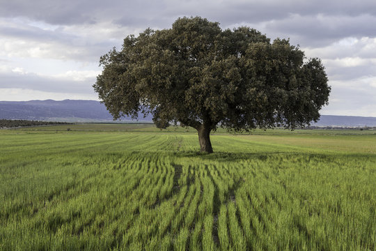 encina