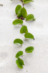 Growing in Sand