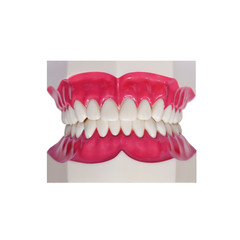 Kunststoff Prothese, Gebiss Modell