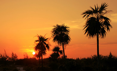 palm tree silhouettes at sunset
