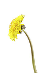 flor diente de león © lmartin.es