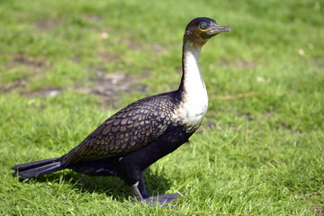Great Cormorant on grass