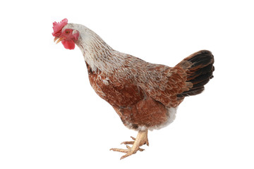 Brown hen