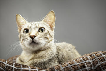 retrato de una gata doméstica