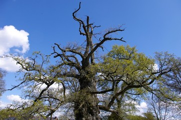 Le chêne à Guillotin