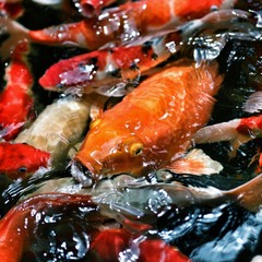Koi Carp