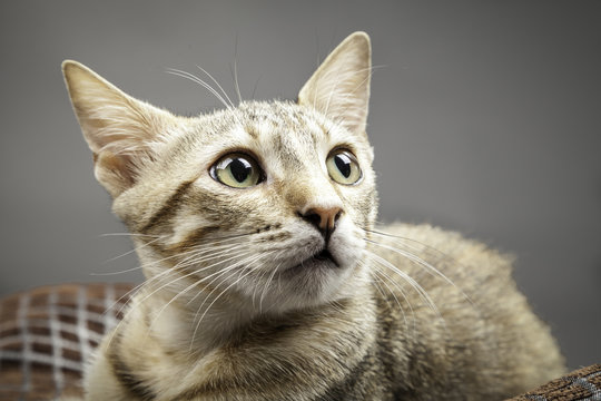 retrato de una gata dom&eacute;stica