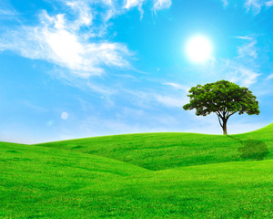 Green leaf in grass field with blue sky