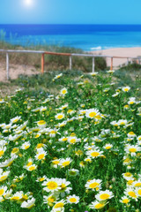 Chamomile field and green grass on a background of the sea. For